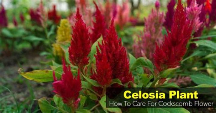 Celosia plant - How To Discuss