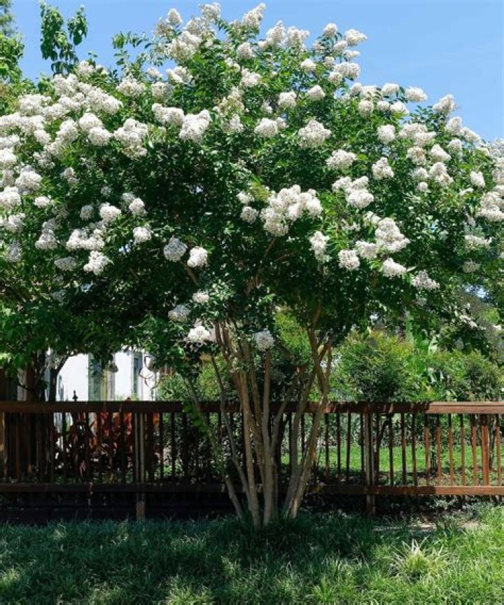 Crepe Myrtle Bush - How To Discuss