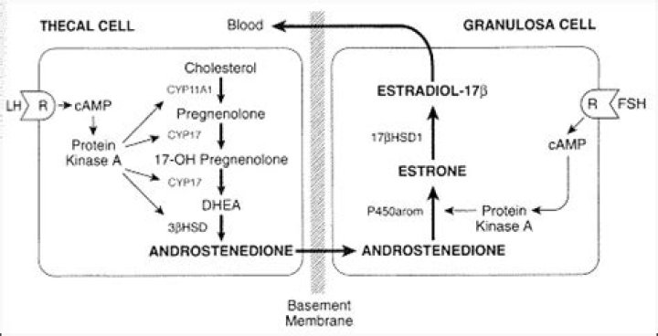Do Cortisone Shots Affect Menstrual Cycle
