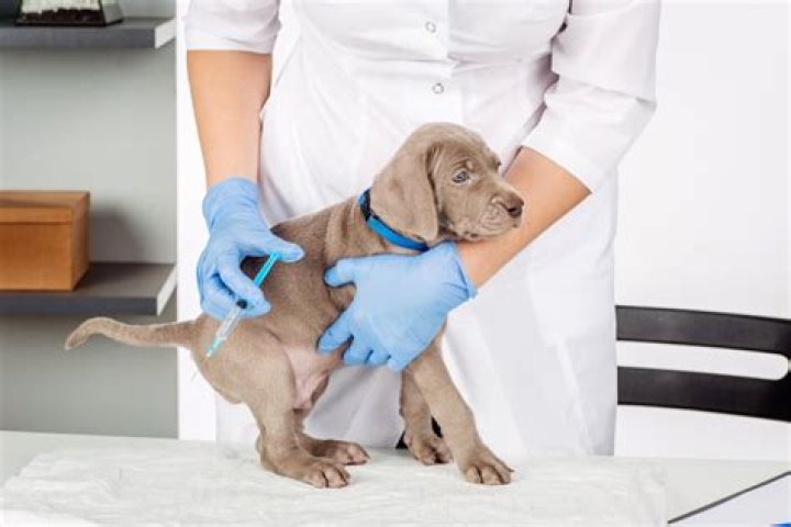 Do Distemper Vaccines Make Dogs Nicer