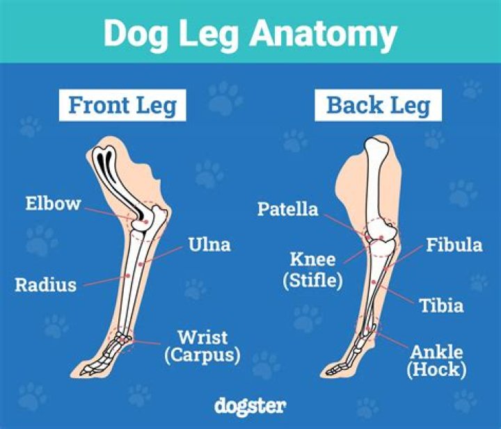 Do Dogs Have Ankles