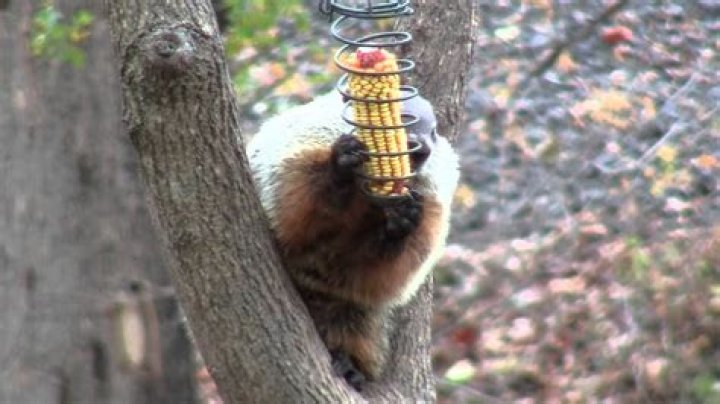 Does A Woodchuck Climb Trees