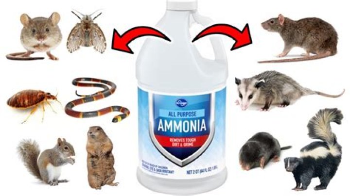 Does Ammonia Repel Cats And Dogs