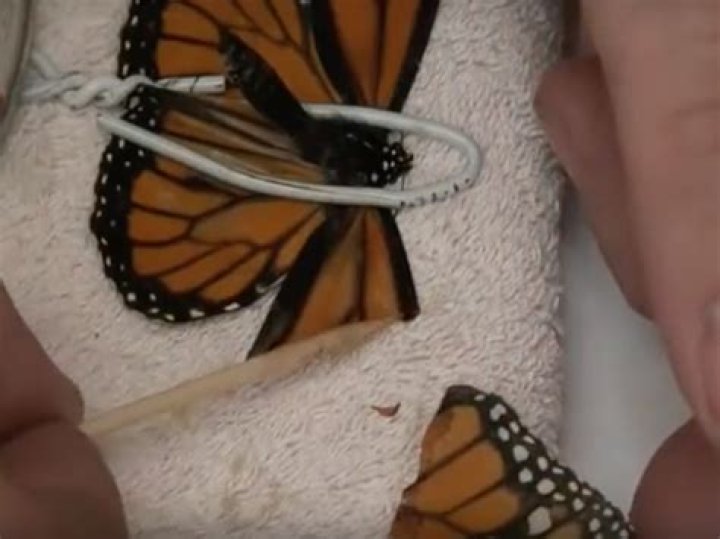 Does Butterfly Wing Repair Last Forever