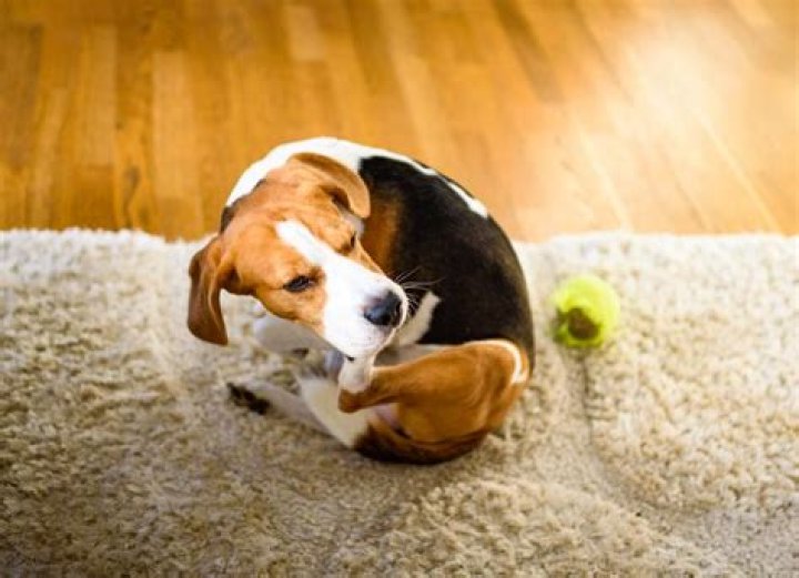 Does Temaril Make Dogs Sleepy