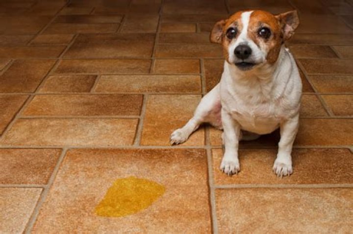 Does Vinegar Stop Dogs From Peeing In The House