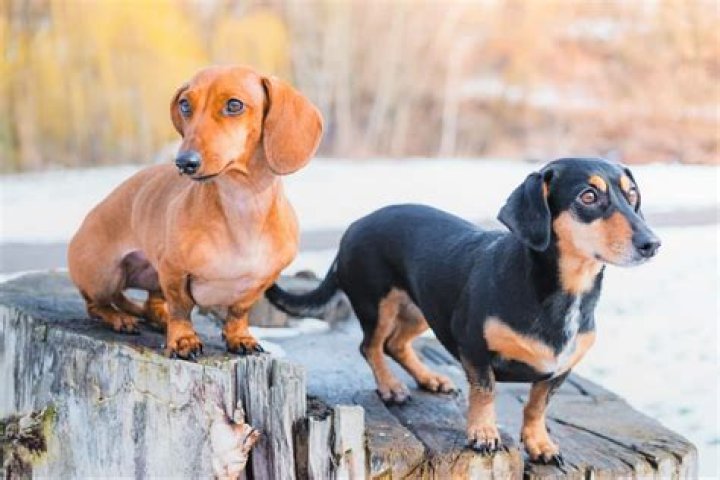 Doxin dog - How To Discuss