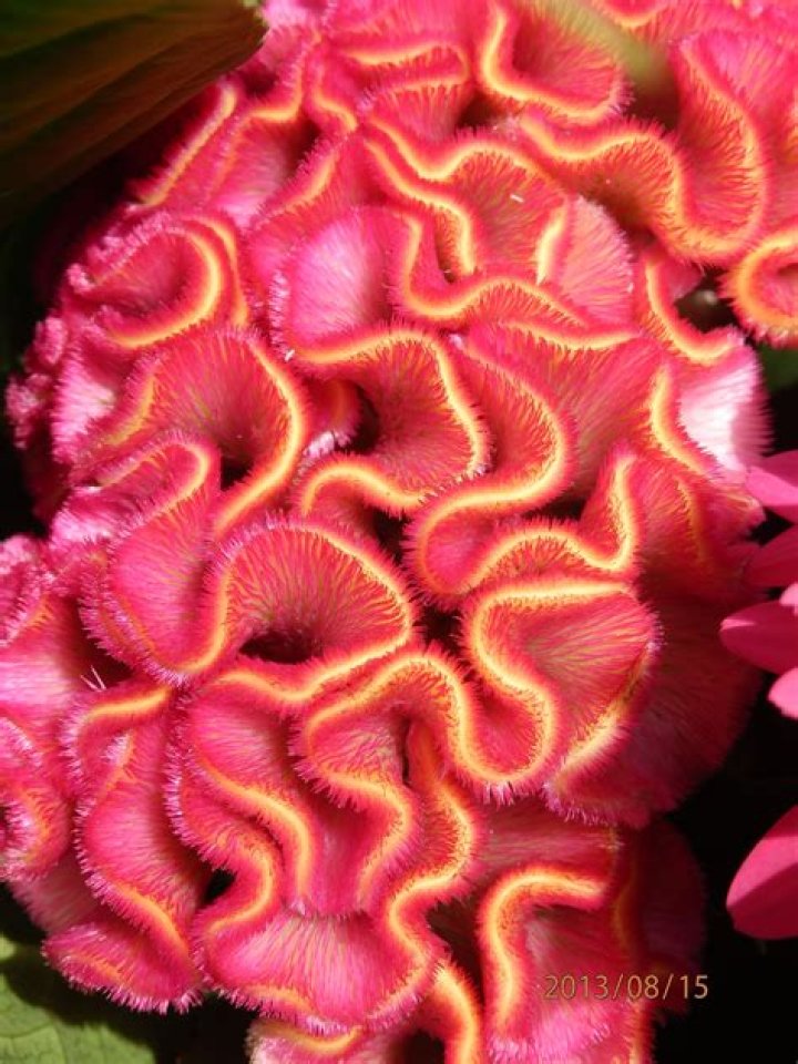 Flower That Looks Like A Brain