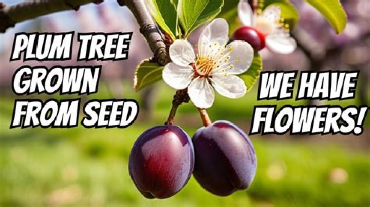 Flowering plum tree - How To Discuss