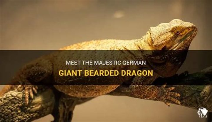 German Giant Bearded Dragon - How To Discuss