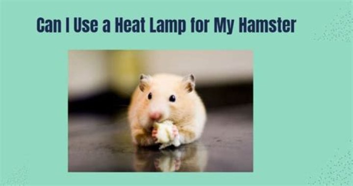 Hamster Heat Lamp - How To Discuss
