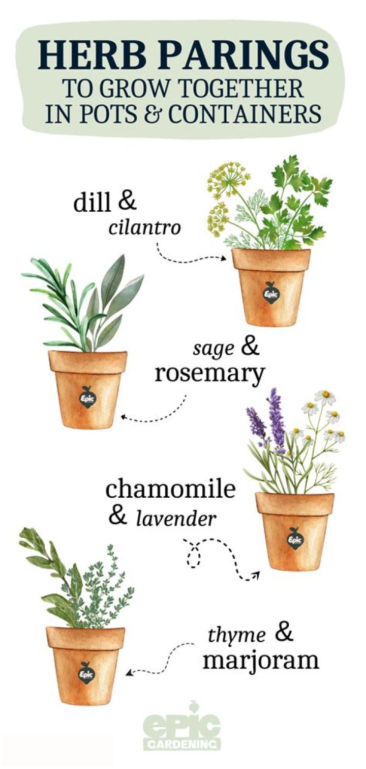 Herbs to plant together - How To Discuss