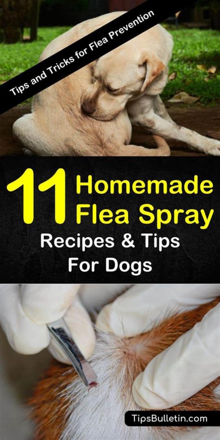 Homemade flea spray for dogs