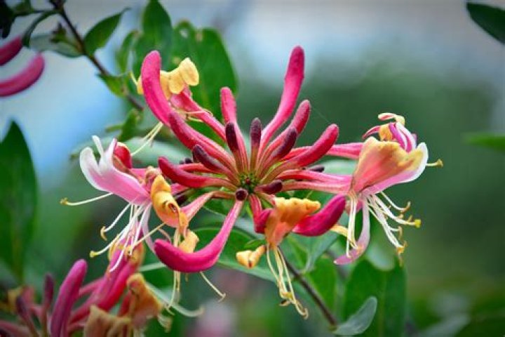 Honeysuckle flower - How To Discuss