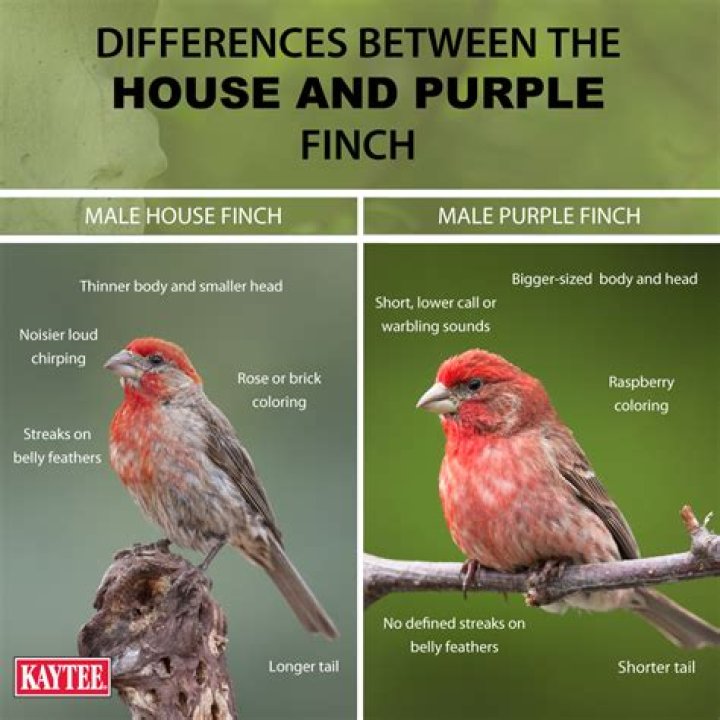 House finch vs purple finch