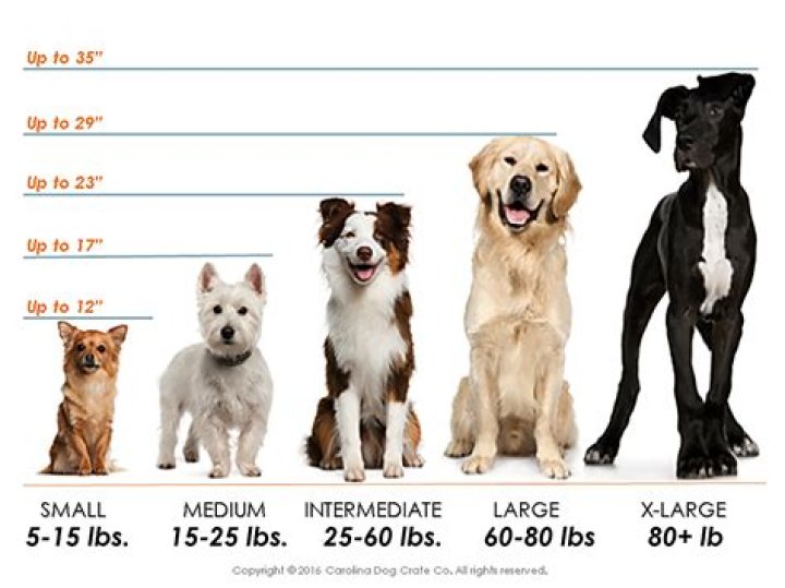 How Big Is A 50Lb Dog