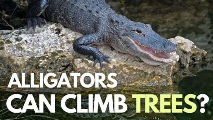 How Do Alligators Climb Trees