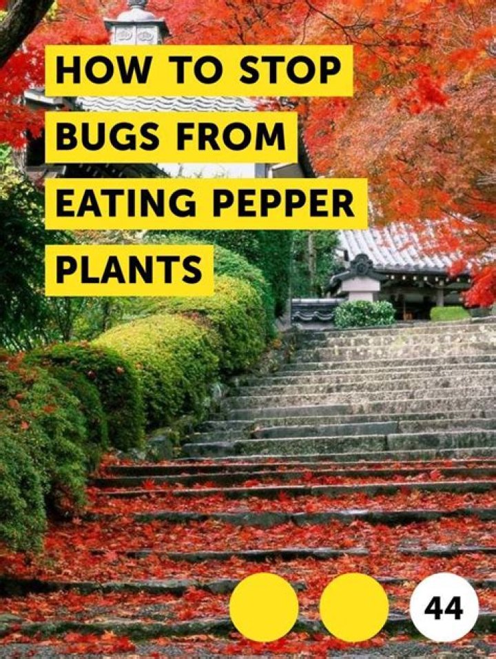How do I keep bugs from eating my chilli plants