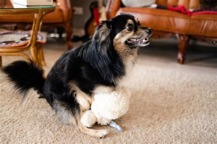 How Do I Stop My Dog From Humping Stuffed Animals