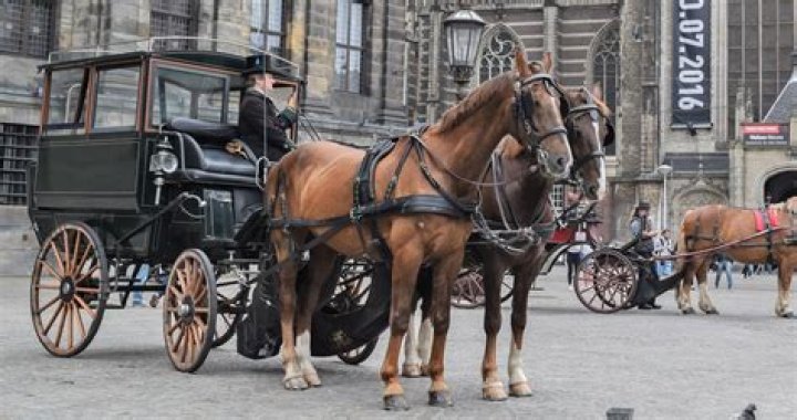 How Fast Does A Horse Draw Carriage Travel