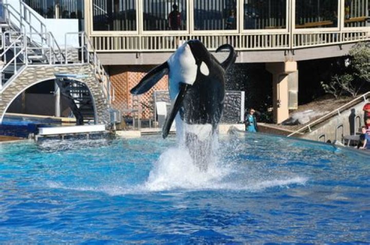 How High Can Orcas Jump