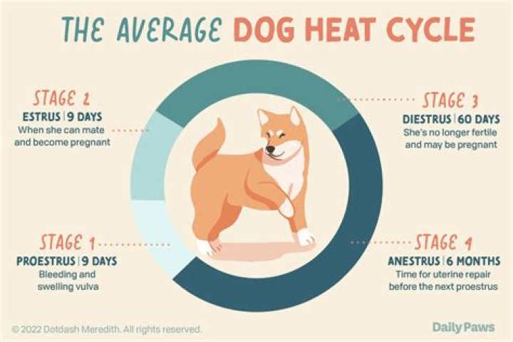 How Long Are Dogs In Heat Dachshunds
