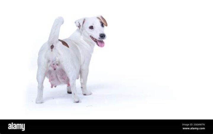 How Long Are Dogs Pregnant Jack Russell