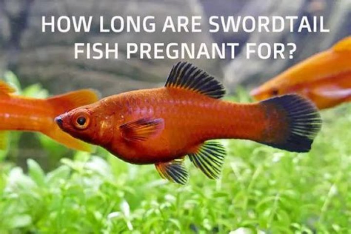 How Long Are Swordtail Fish Pregnant For