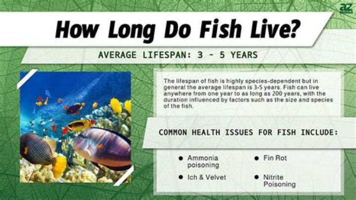 How Long Do Fish Grow