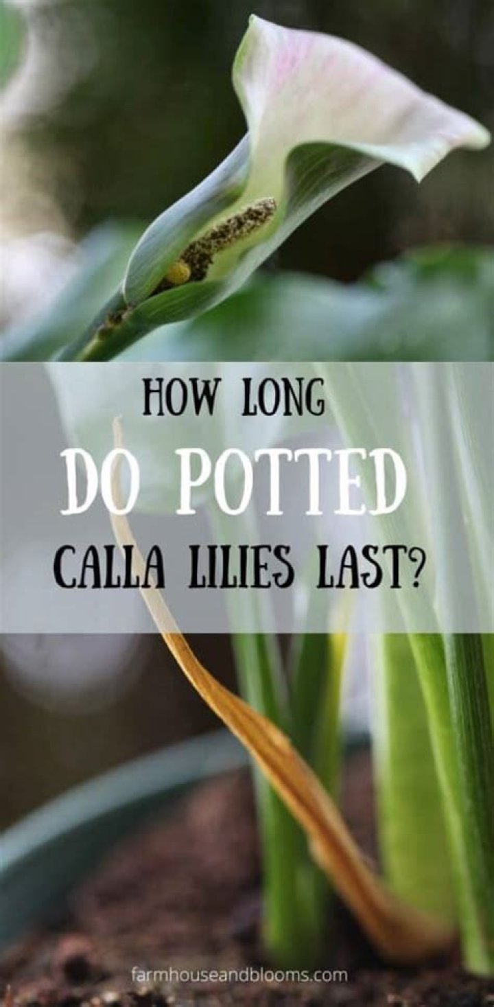 How Long Do Potted Calla Lilies Last