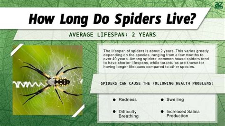 How Long Does It Take For A Spider To Starve