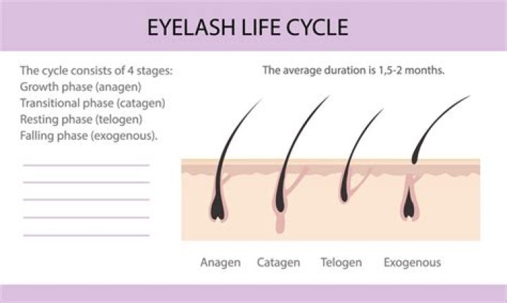 How long does it take for eyelashes to grow