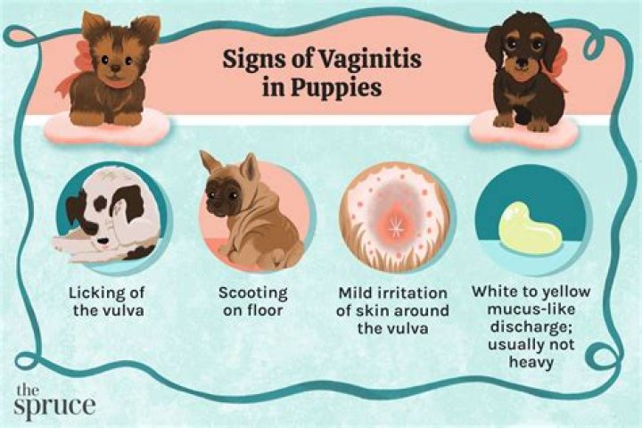 How Long Does Vulva Swelling Last In Dogs