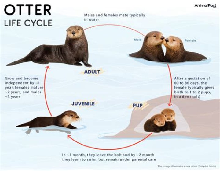 How Long Is The Southern Sea Otters Life Cycle
