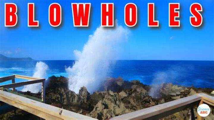 How Many Blow Holes In The World