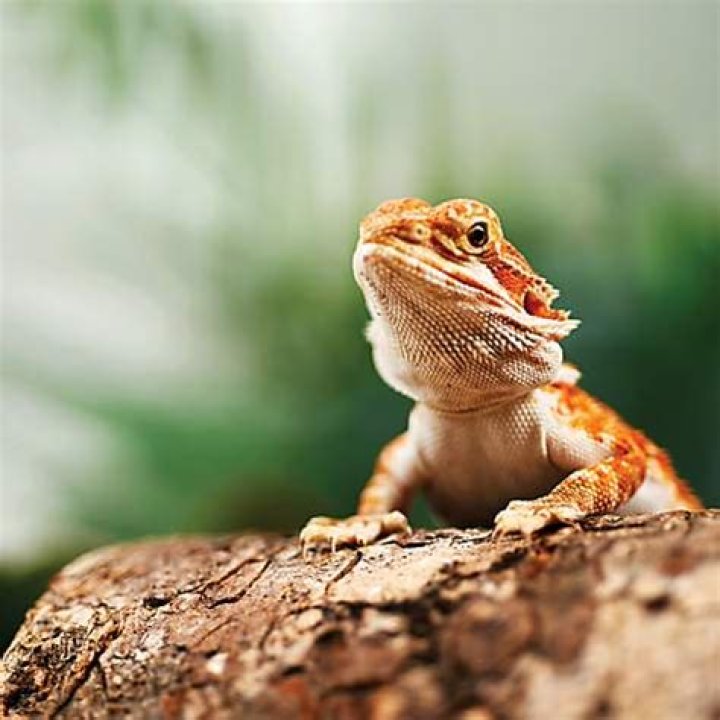 How Much Are Bearded Dragons At Petco