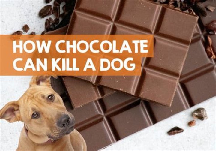 How Much Chocolate Can Kill A 80 Pound Dog
