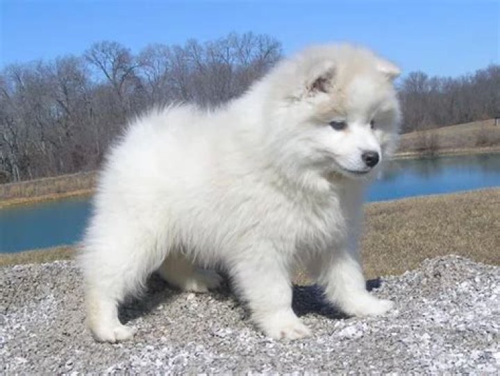 How Much Do American Eskimo Dogs Shed