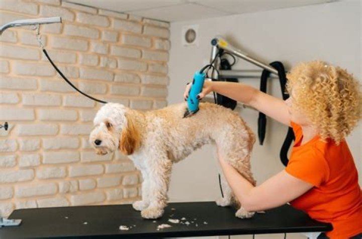 How Much Does A Dog Groomer Make At Petsmart