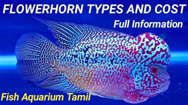 How Much Does A Flowerhorn Fish Cost