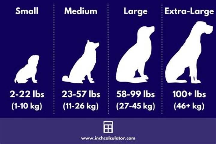 How Much Does A Medium Sized Dog Weigh In Kilograms