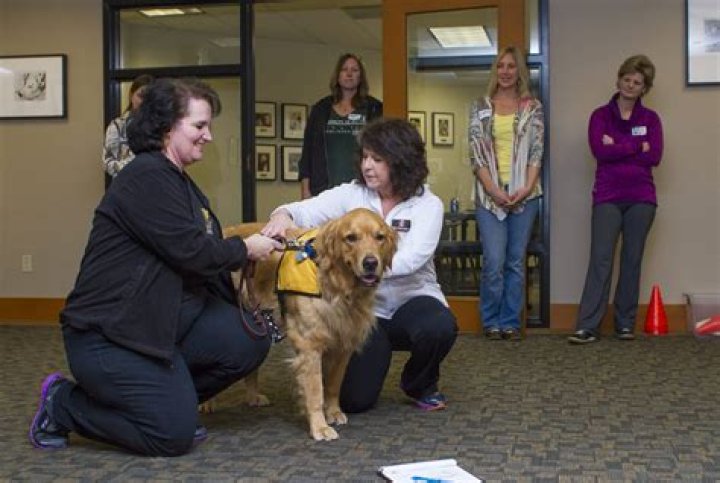 How Much Does A Therapy Dog Handler Make