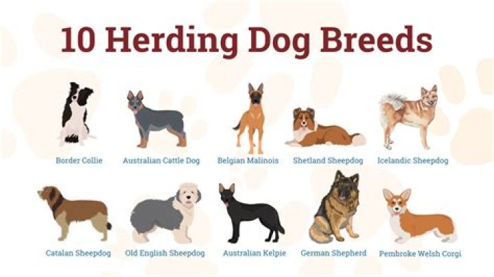 How Much Does A Trained Herding Dog Cost