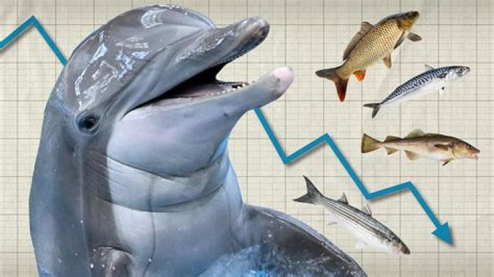 How Much Fish Do Dolphins Eat