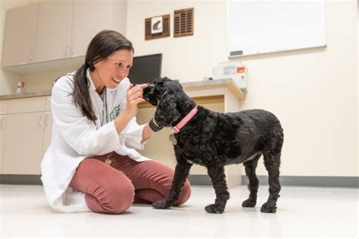 How Much Is A Visit To A Dog Neurologist