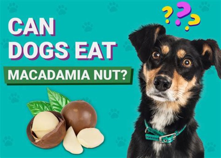 How Much Macadamia Can A Dog Eat