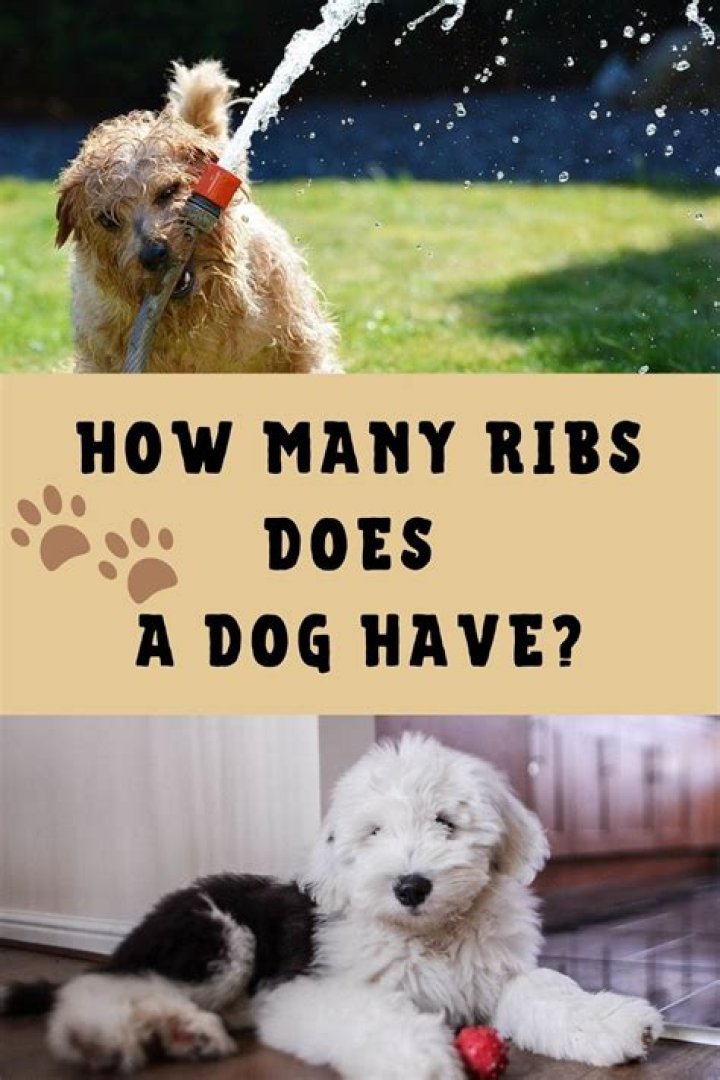 How Much Ribs Does A Dog Have