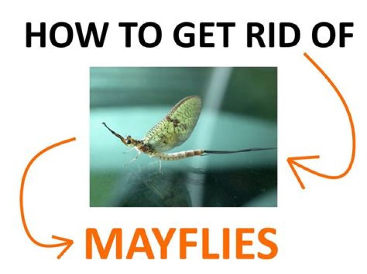How To Get Rid Of Mayflies