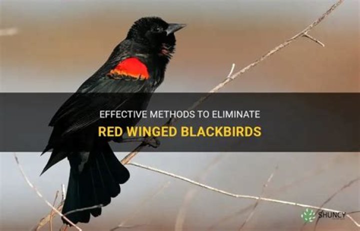 How To Get Rid Of Red Wing Black Birds