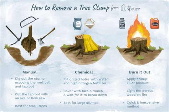 How to get rid of tree stumps